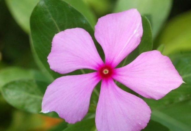  沿途美丽的植物 